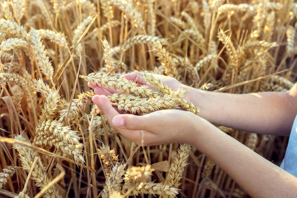 Пшеница — символ России