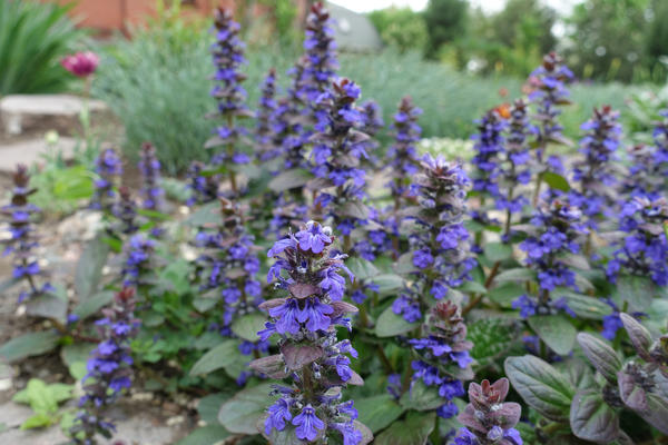 Живучка ползучая (Ajuga reptans)