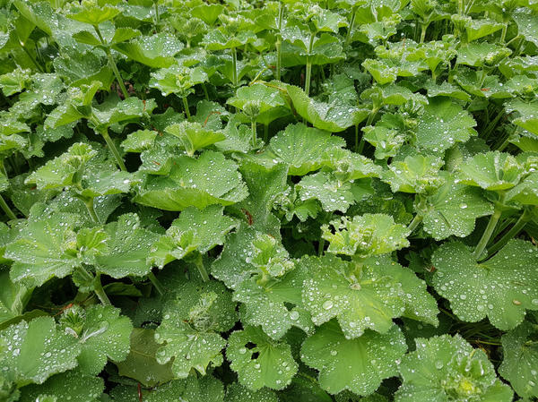 Манжетка обыкновенная (Alchemilla vulgaris) Манжетка обыкновенная (Alchemilla vulgaris)