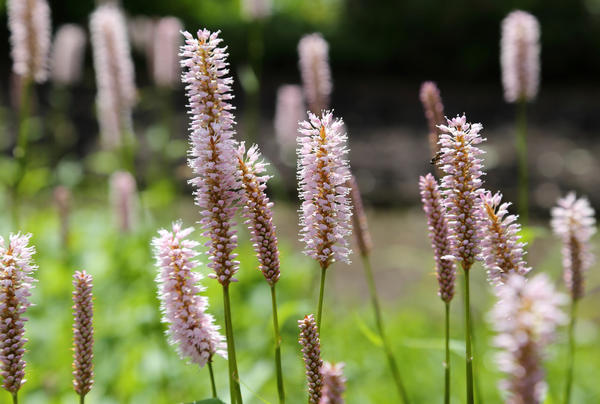 Горец змеиный (Bistorta officinalis)