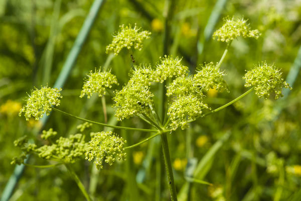 Борщевик сибирский (Heracleum sibiricum) совершенно безвреден