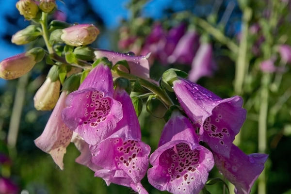 Наперстянка пурпурная (Digitalis purpurea)