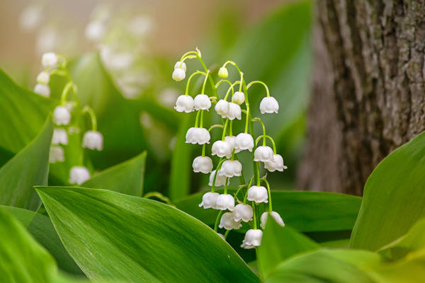 Ландыш майский (Convallaria majalis L.) / Herbal Expert