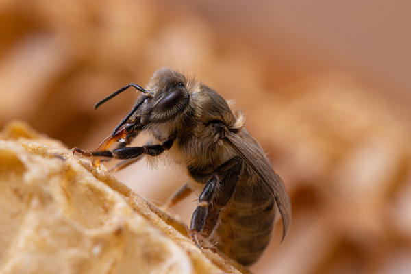 Пчелы производят не только мед, но и прополис