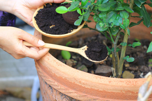 Применение кофейной гущи в огороде: удобрение и еще 6 полезных свойств