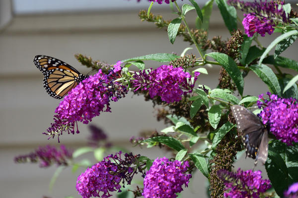 Буддлея Давида привлекает множество бабочек во время цветения