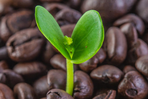 Кофейное зерно — семя кофейного дерева