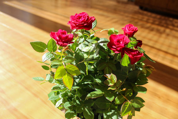 Розы в домашних условиях тоже болеют и поражаются вредителями