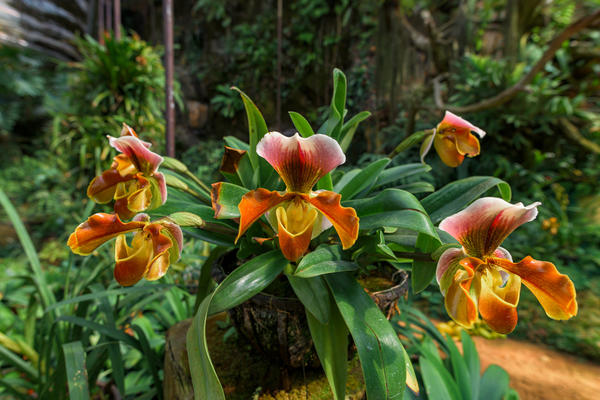 Садовые орхидеи