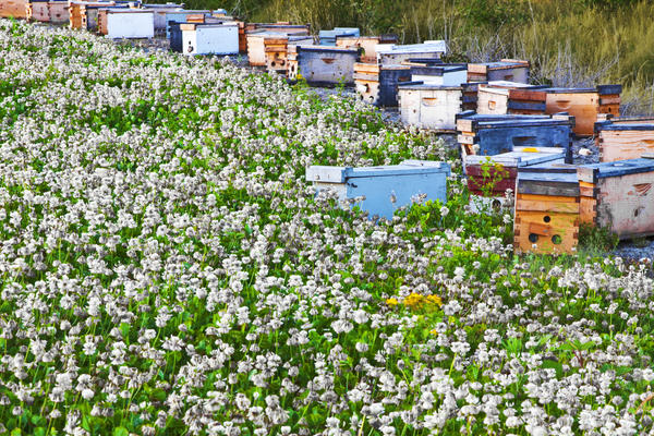 Пчелы прилежно собирают нектар с клевера белого с ранней весны до поздней осени