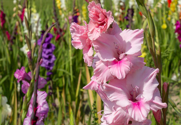 Гладиолус — одна из самых красивых и распространенных цветочных культур