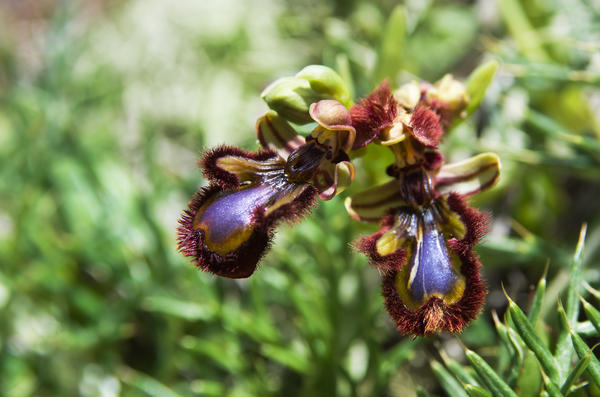 Орхидея Ophrys speculum
