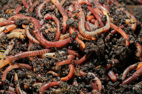 Биогумус — это то, что сделано дождевыми червями