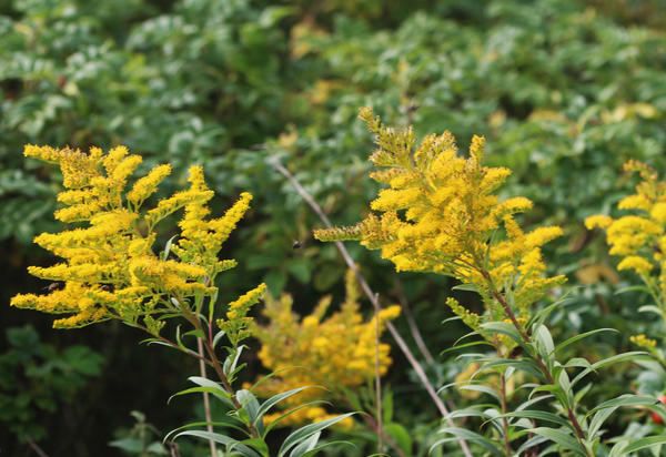 Золотарник гигантский (Solidago gigantea)