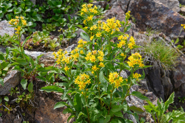 Золотарник волосистоплодный (Solidago virgaurea subsp.leiocarpa)