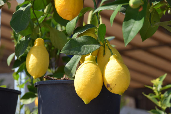 Комнатный лимон хорошо плодоносит