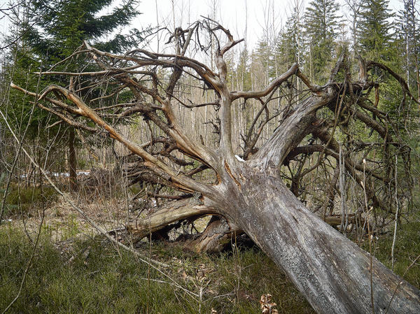 Ветровальное, но мертвое дерево — это валежник