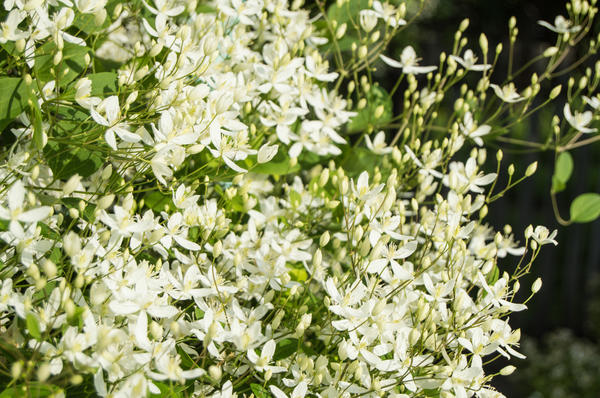 Клематис жгучий (Clematis flammula)