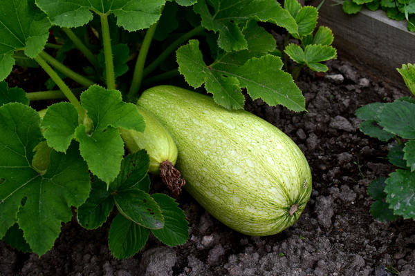 Кабачок - незаменимый летний овощ