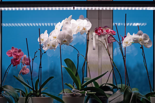 Зимой даже стоящим на подоконнике орхидеям может понадобиться досвечивание