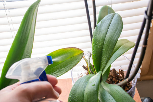 Один из способов полива орхидей — опрыскивание воздушных корней