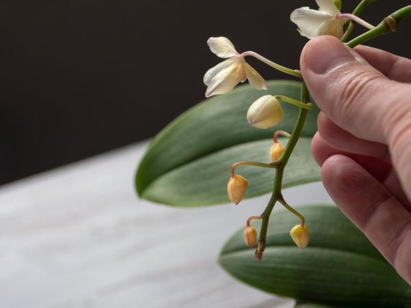 Почему орхидея сбрасывает цветки?