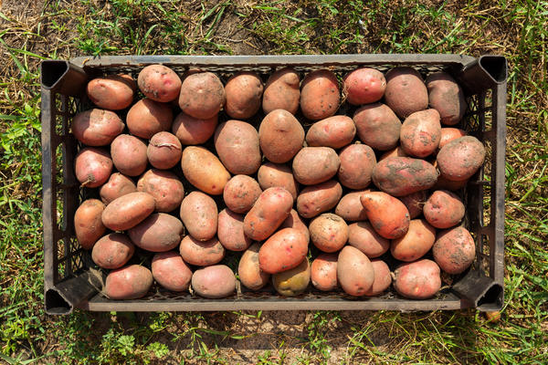 Урожайные сорта картофеля. Сравнение 6 сортов для средней полосы