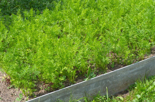 Подготовка семян моркови к посеву в открытый грунт: советы опытных садоводов