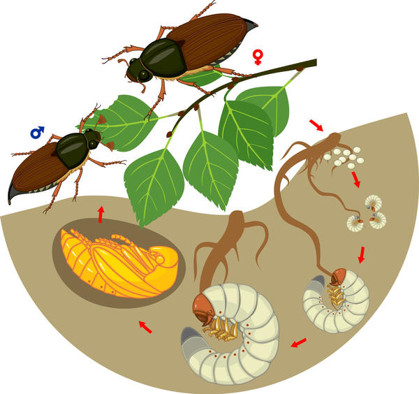 Стадии развития майского жука