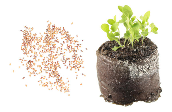 Выращивать рассаду наперстянки можно в торфяных таблетках