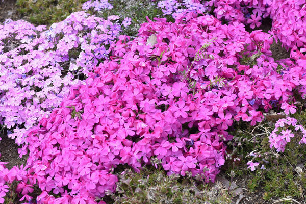 Флокс шиловидный - эффектное открытие сезона цветения