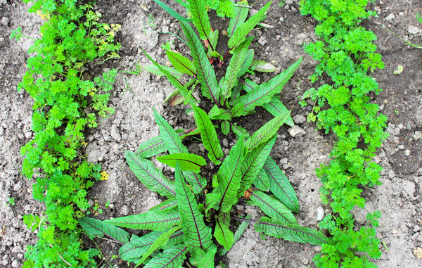 Щавель кроваво-красный: одно из самых модных растений этого сезона
