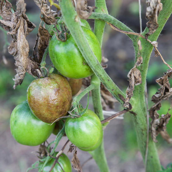 Фитофтороз — главная опасность, подстерегающая наши томаты