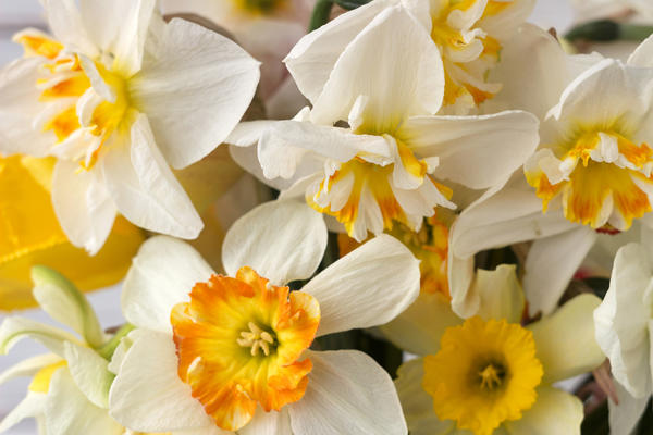 Нарциссы - удивительные цветы со множеством неоспоримых достоинств