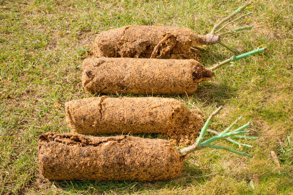 Při výsadbě nezapomeňte prohloubit místo roubování o 4-5 cm