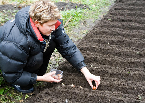 Срок посадки луковиц стоит выбирать не только по календарю, но и по погоде