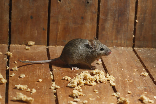 Если в доме поселятся мыши или крысы, выселить их будет непросто