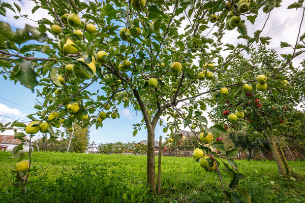 Посадка яблони осенью гарантирует хорошее укоренение саженцев. Если сделать все правильно, молодые деревья начнут плодоносить быстрее