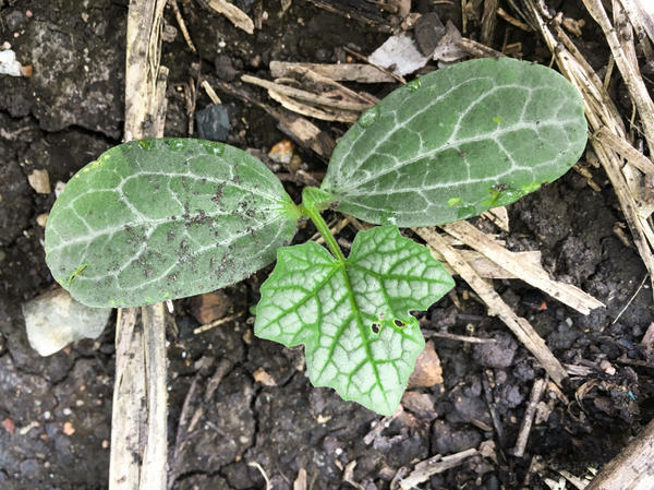 Бенинказу можно выращивать прямым посевом в грунт