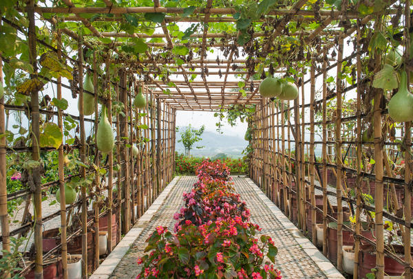 Туннель с бенинказой и лагенарией