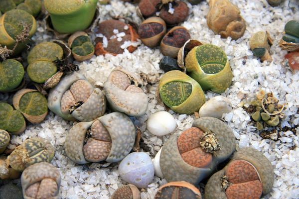 Литопсы - сад живых камней