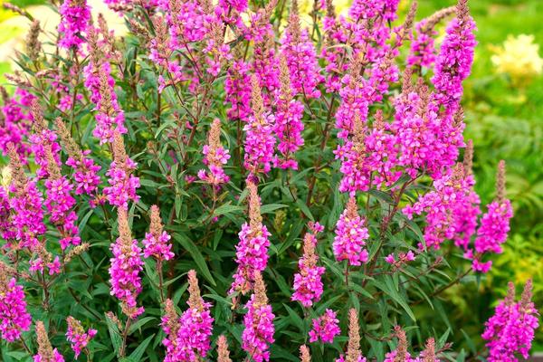 Дербенник иволистный Morden Pink
