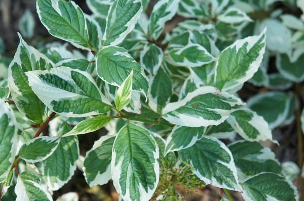 Дерен белый Albovariegata