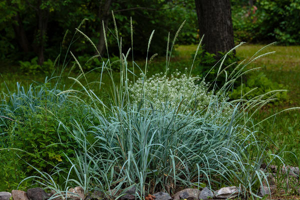 Элимус песчаный (Elymus arenarius) хорош и как солитер, и в миксбордере