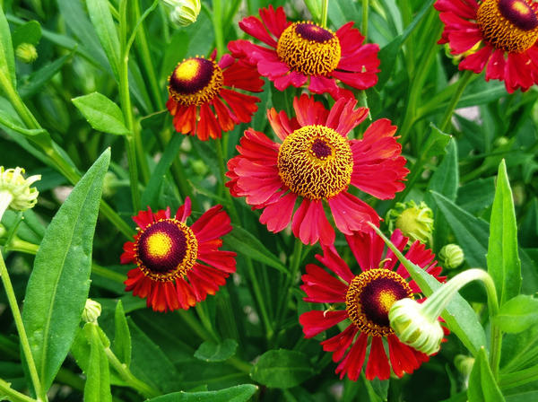 Красные цветы для сада: 12 огненных многолетников с фото и описанием