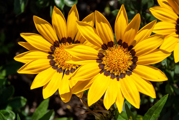 Gazania