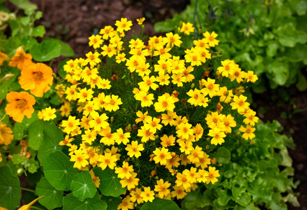 Желтые цветы вызывают радость