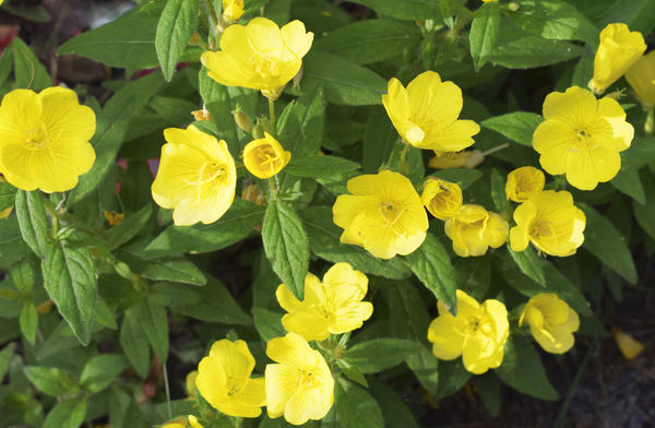 Многолетние желтые высокие цветы (59 фото)