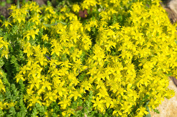 Желтые цветы для сада: 14 многолетников с фото и описанием
