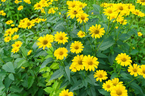 Желтые цветы для сада: 14 многолетников с фото и описанием